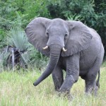 Photo of a young elephant in the bush