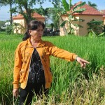 Ms. Le Thi My Dung monitors her rice field.