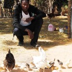 Harouna Kobor, chicken entrepreneur, wants to expand his business to sheep.