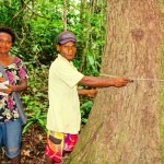 Two Urumarave villagers measure a tree in the conservation area of their village in Papua New Guinea. 