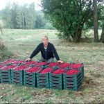 Raspberry Farming Builds Wealth for Family