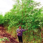 Toom Sumpaoporka stands next to one of her many leucaena trees on the family farm in Lopburi, Thailand. 