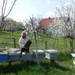 Bees brought sweet successes