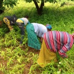 Women weeding a ginger farm in Sarekaly, Telimélé