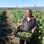 Kosovo farmers move from pickles to gherkins 