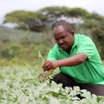 Daniel Obare tends to his watermelon 