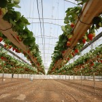 Strawberries in hanging systems in greenhouses near Tulkarem, in the West Bank