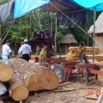 Petén community members harvest and prepare mahogany for shipping.