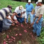 Honduran farmers assess their sweet potato crop.