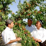 Khamzaev Farm owner Abdumukim Mirkarimov (left) appraises the apricot harvest with farm personnel.