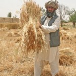 Abdul Khaliq, a farmer from Mahool Baloch village in Loralai district, gathers his abundant wheat harvest.