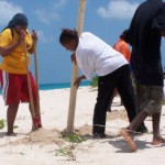 Codrington residents dig holes and plant fencing posts to help fortify breaches in their lagoon