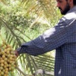 Fresh Date Exports End 20-Year Lull