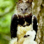 The Harpy Eagle, a majestic bird of prey, is Panama’s National Bird. 