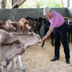 Daniel Nunez, president of the Cattle Raising Commission of Nicaragua, tends to his "organic" calves.