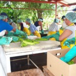 Program works with farmers to ensure quality crop management and processing.