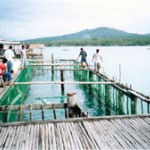 Former combatants on the Philippine island of Mindanao construct fish cages to raise high-value fish. They use existing seaweed-