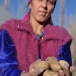 Saodat Shabonova holds some of the potatoes she grew from true potato seeds.
