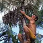 A farmer climbs an açaí tree to pick berries for export in Tomé-Açu, Brazil.