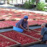 A USAID-funded project is working with southern Kyrgyzstani farmers to dry tomatoes for export to the United States and Europe.