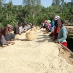 Some of the 280 workers at Tariku Midergo Coffee Company
