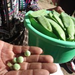 K’iche’ maya man from Sololá proudly shows a sample of his snow pea harvest.