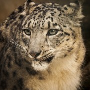 Snow leopard