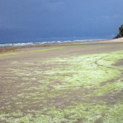 Severe marine algae and seaweed have been inundating the areas near the western border of Ghana for over a decade, restricting t