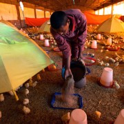 Today USAID loan-guarantee recipient Abebaw Gessese produces over 5 million eggs a year and enough chicken meat to feed 108,000 
