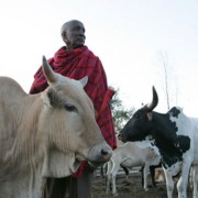 A Maasai father and son tend to their cattle in Kitengela, Kenya.