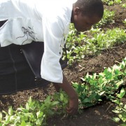 Millicent Juma of Olambwe tends to her vegetables. 