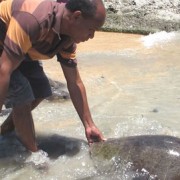 Edmundo da Cruz releases a rescued turtle in Com.