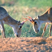 Saiga males during mating season in open field