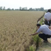 Một cánh đồng lúa tại Trà Vinh, nơi bị ảnh hưởng bởi hạn hán.