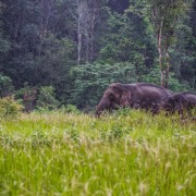 USAID Program to Combat Wildlife Trafficking in Asia 