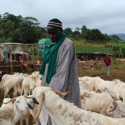 A seller and his livestock in Man during the campaign