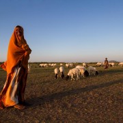 A family watches over their sheep at sunset. Near Jijiga, Somali Region, Ethiopia.