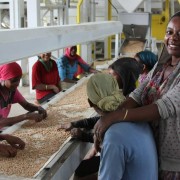 Workers sort chickpeas at the Agro Prom seed processing facility in Adama. 