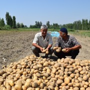 Aravan farmers doubled their profits due to high and early yields of potato
