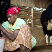 Yeshi is a professional milkmaid. She milks cows for households throughout Bishoftu, Oromia twice a day—early in the morning and