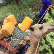 A Somali woman prepares to take her milk to market by camel.