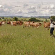 Zimbabwe Agricultural Competitiveness Program