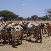 The PRIME project will help pastoralists reach livestock markets, transition to new livelihoods, and adapt to climate change.