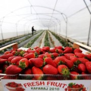 Box of strawberries and interior of greenhouse
