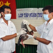 USAID hỗ trợ phòng chống cúm gia cầm và đại dịch tại Việt Nam.