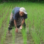 Farmer using Urea Deep Placement Technology at the rice field