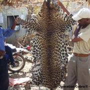 Ethiopian officials display one of 39 leopard skins seized in Operation Cobra II.