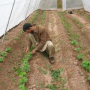 In Herat Province, farmer Mola Shah Gool earned $660 from his greenhouse during the winter, a time period when he normally has n