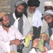 Farmers from Zabul Province traveled to Kandahar City to learn new techniques in vine care, 	 production, and post-harvest handl