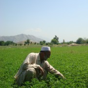 A farmer examines his crop of alfalfa